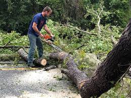 How Our Tree Care Process Works  in  Gilcrest, CO