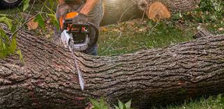 Best Storm Damage Tree Cleanup  in Gilcrest, CO