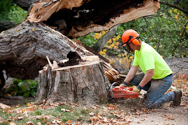 Trusted Gilcrest, CO Tree Removal Experts