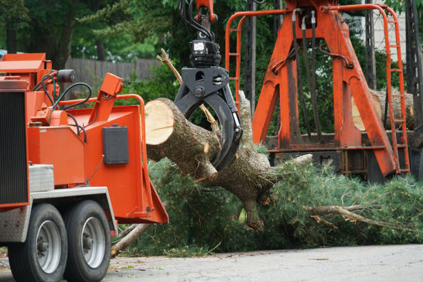 Best Tree Maintenance Programs  in Gilcrest, CO