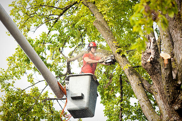 Best Tree Disease Treatment  in Gilcrest, CO